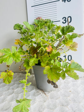 Geum chiloense ‘Lady Stratheden