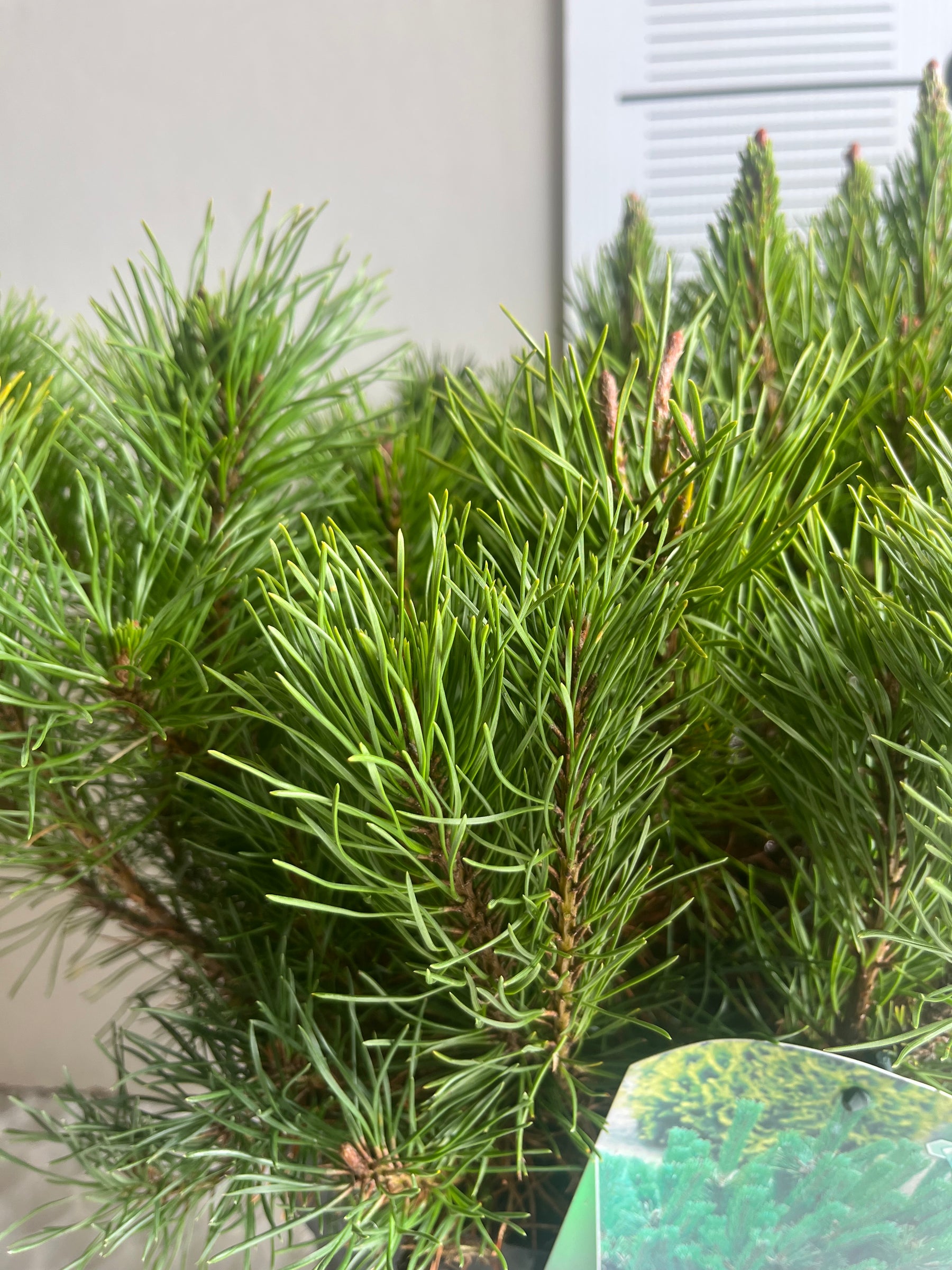 Pinus mugo ‘Mugo’ – Dwarf Mountain Pine