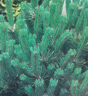 Pinus mugo ‘Mugo’ – Dwarf Mountain Pine