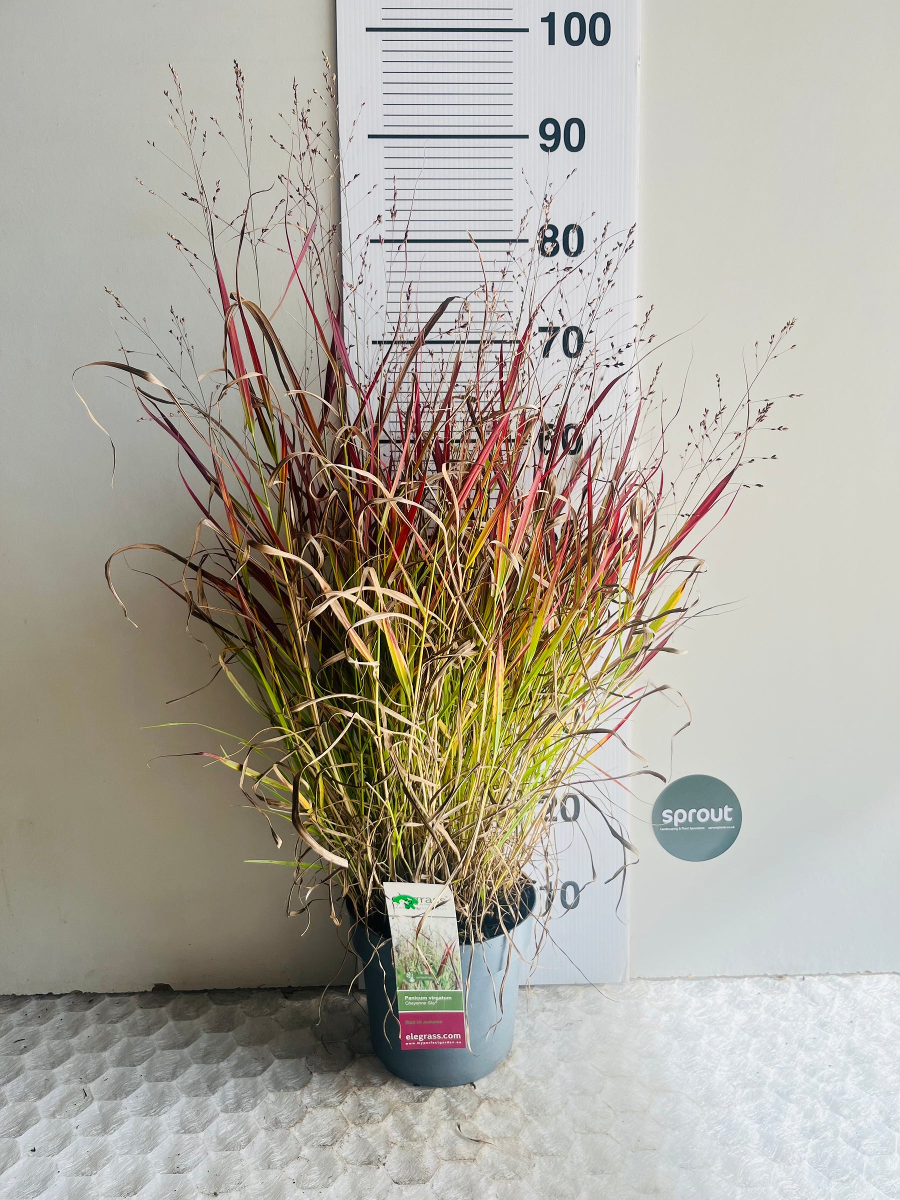 Panicum virgatum ‘Cheyenne Sky’ — Red Switch Grass