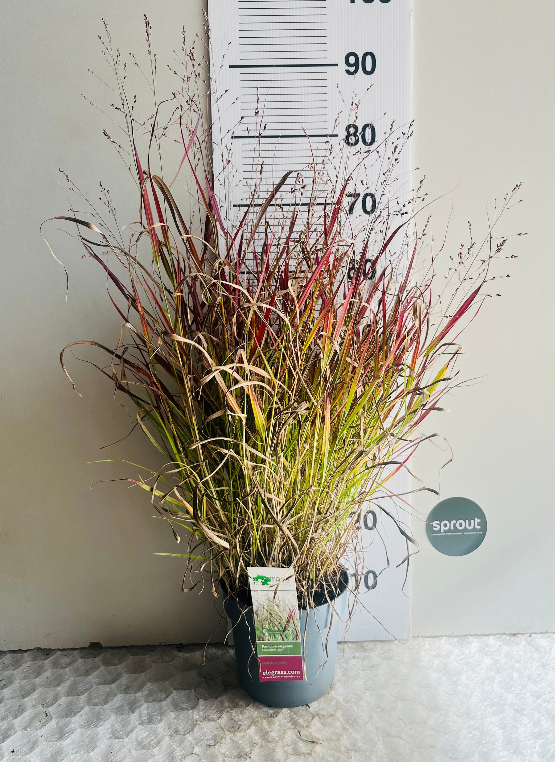 Panicum virgatum ‘Cheyenne Sky’ — Red Switch Grass