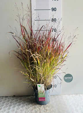 Panicum virgatum ‘Cheyenne Sky’ — Red Switch Grass