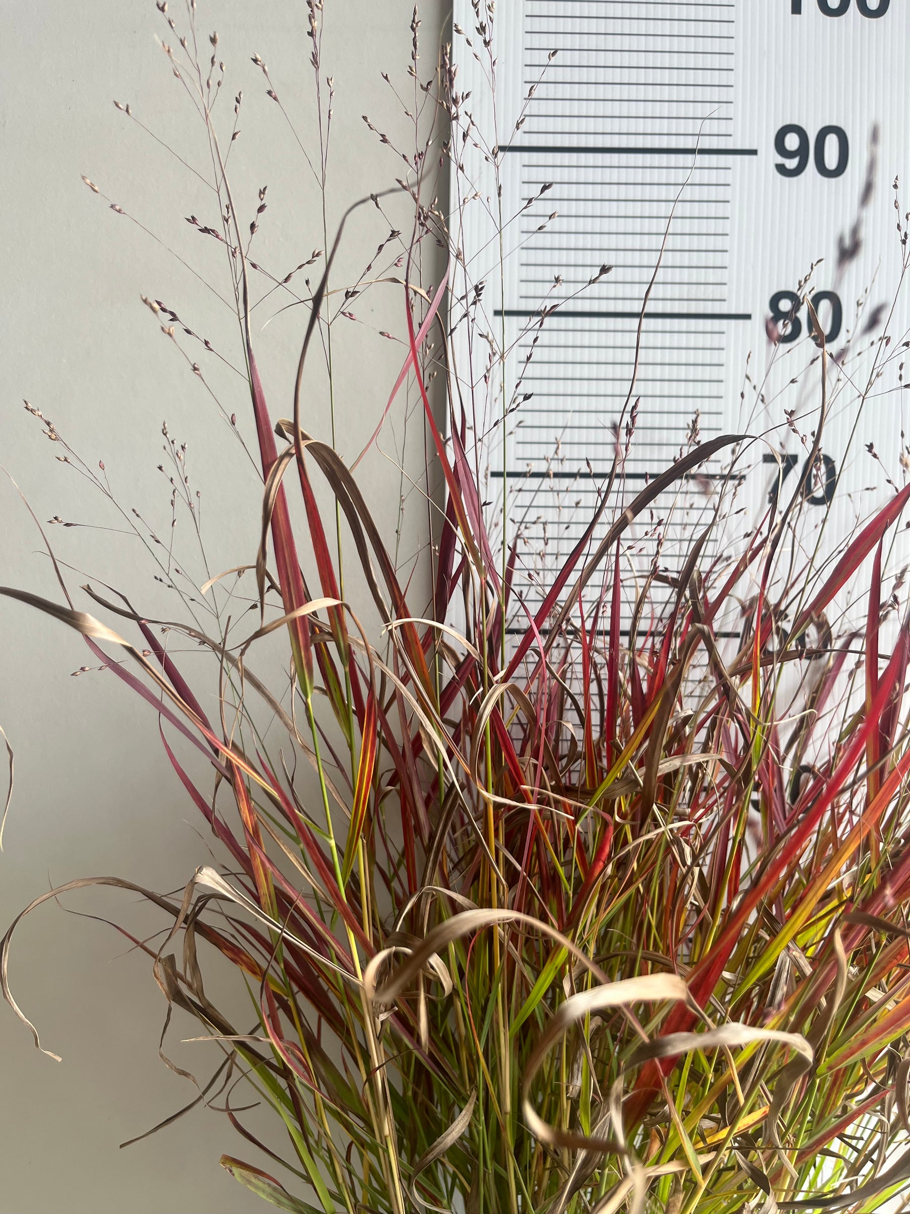Panicum virgatum ‘Cheyenne Sky’ — Red Switch Grass