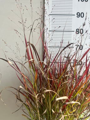 Panicum virgatum ‘Cheyenne Sky’ — Red Switch Grass