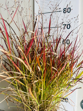 Panicum virgatum ‘Cheyenne Sky’ — Red Switch Grass