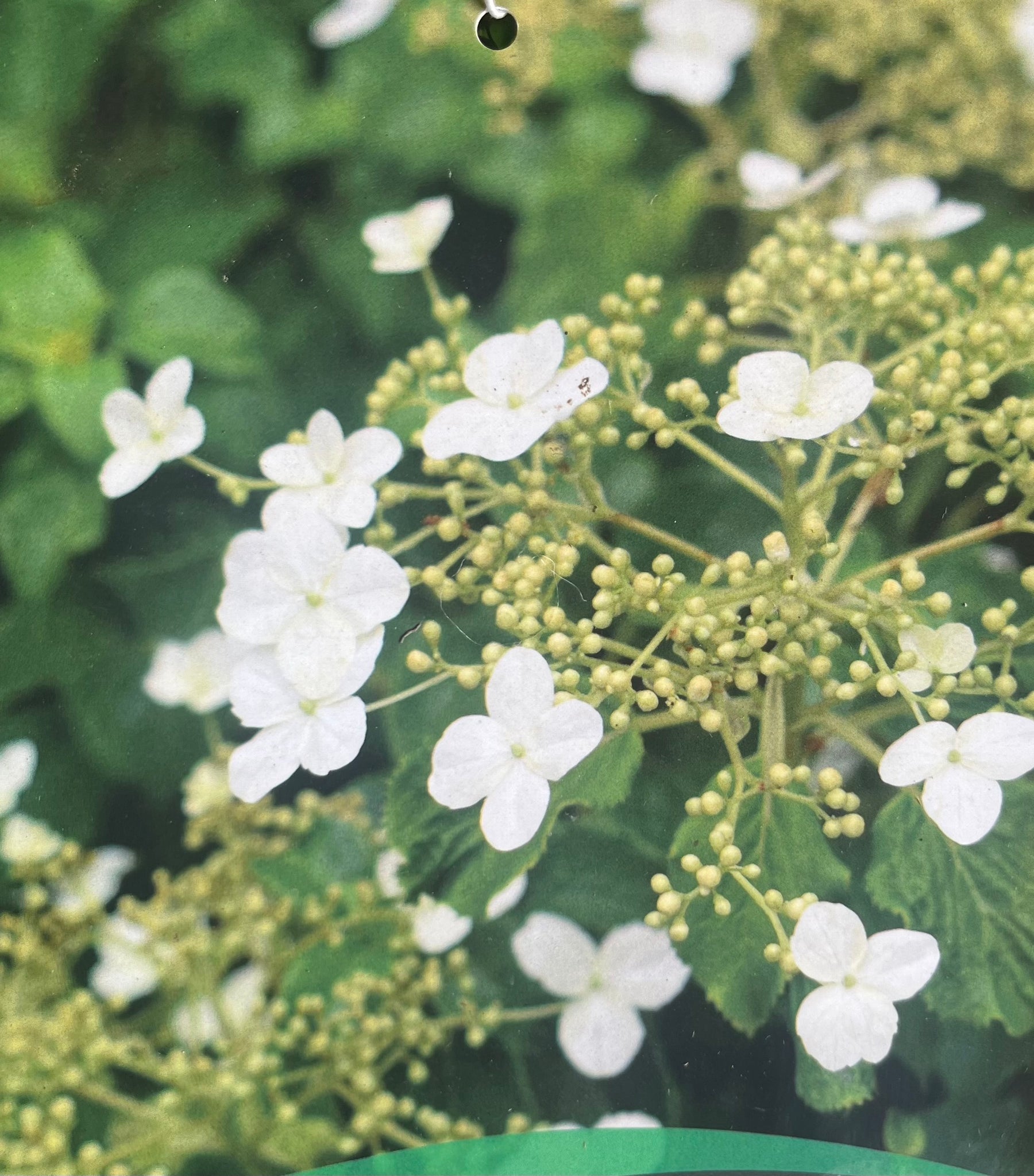 Hydrangea anomala subsp. petiolaris – Climbing Hydrangea