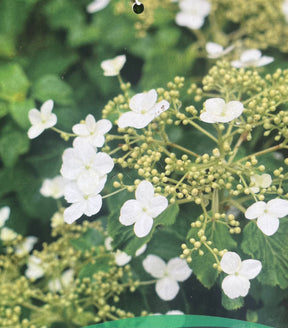 Hydrangea anomala subsp. petiolaris – Climbing Hydrangea