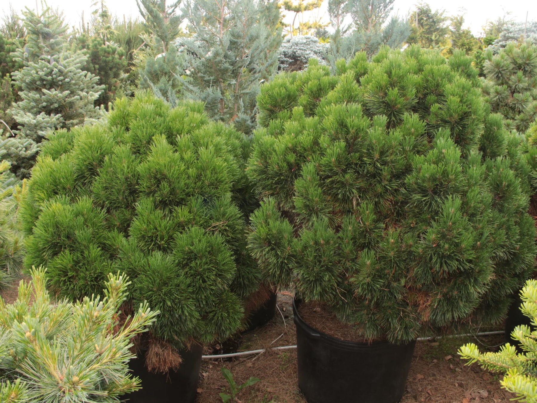 Pinus mugo ‘Mugo’ – Dwarf Mountain Pine