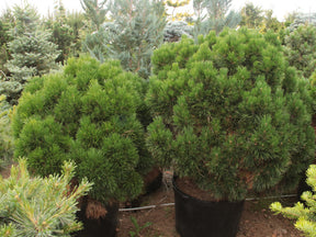 Pinus mugo ‘Mugo’ – Dwarf Mountain Pine