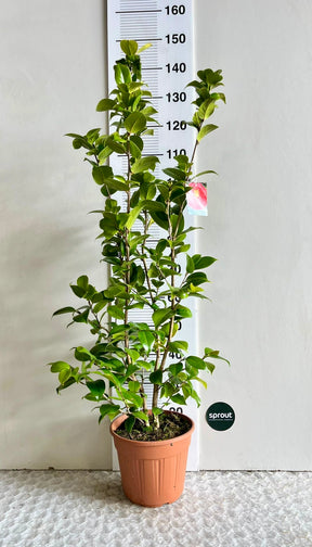 Camellia japonica 'Dr. Burnside' – Scarlet Peony-Form Camellia