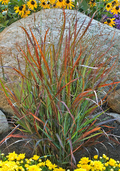 Panicum virgatum ‘Cheyenne Sky’ — Red Switch Grass