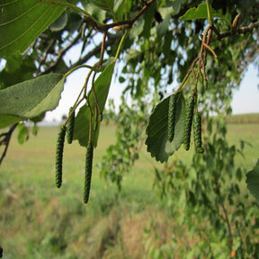 3 Alder Bare root trees , (Alnus Glutinosa) 40/60 cm.