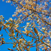 Amelanchier Lamarckii 80/100 cm