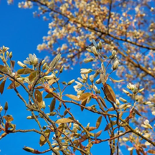 Amelanchier Lamarckii 80/100 cm