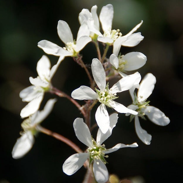 Amelanchier Lamarckii 80/100 cm