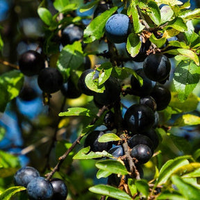 Blackthorn / Sloe (Prunus Spinosa) Tree Seeds - 10 Seeds, Free Shipping, Hardy Zones 4-7