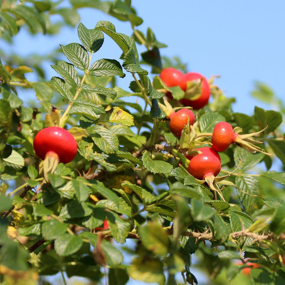 Rosa Rugosa 60/80 cm