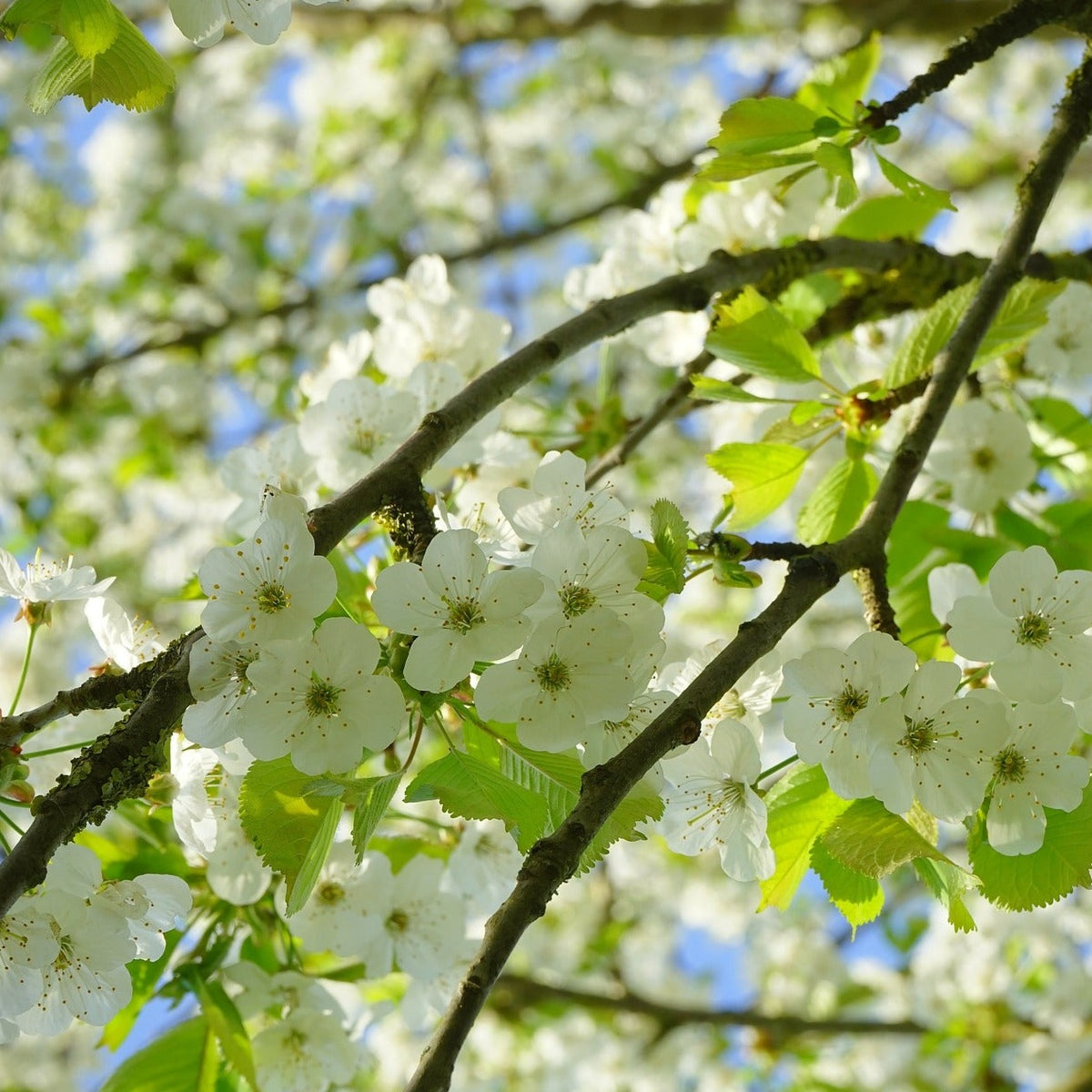 Wild Cherry (Prunus avium) 60/100 cm