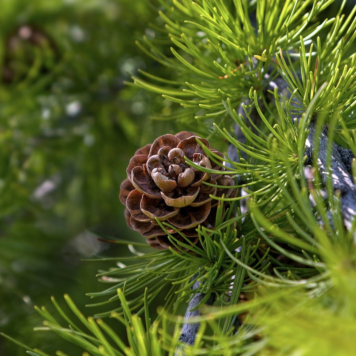 Larch (Larix decidua)