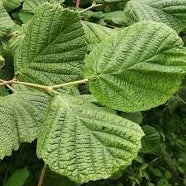 Hazel (Corylus Avellana)