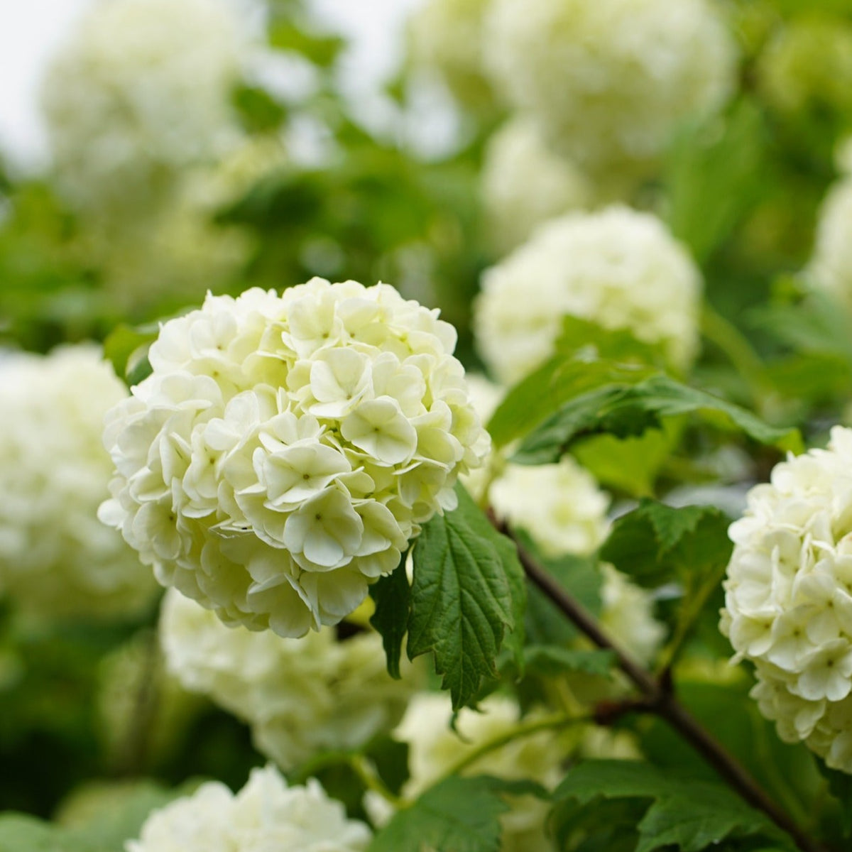 Guelder Rose (Viburnum opulus)