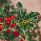 Holly (Ilex aquifolium) Potted P9