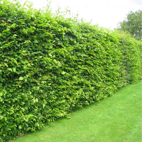 Hornbeam (Carpinus Betulus) Bare Root Hedging