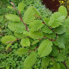 Hornbeam (Carpinus Betulus) Bare Root Hedging