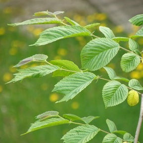 Hornbeam (Carpinus Betulus) Bare Root Hedging