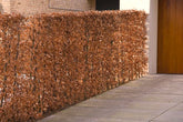 Copper Beech (Fagus sylvatica)