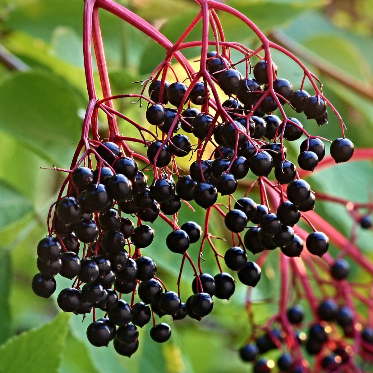 Elderberry (Sambucus nigra)100 cm potted