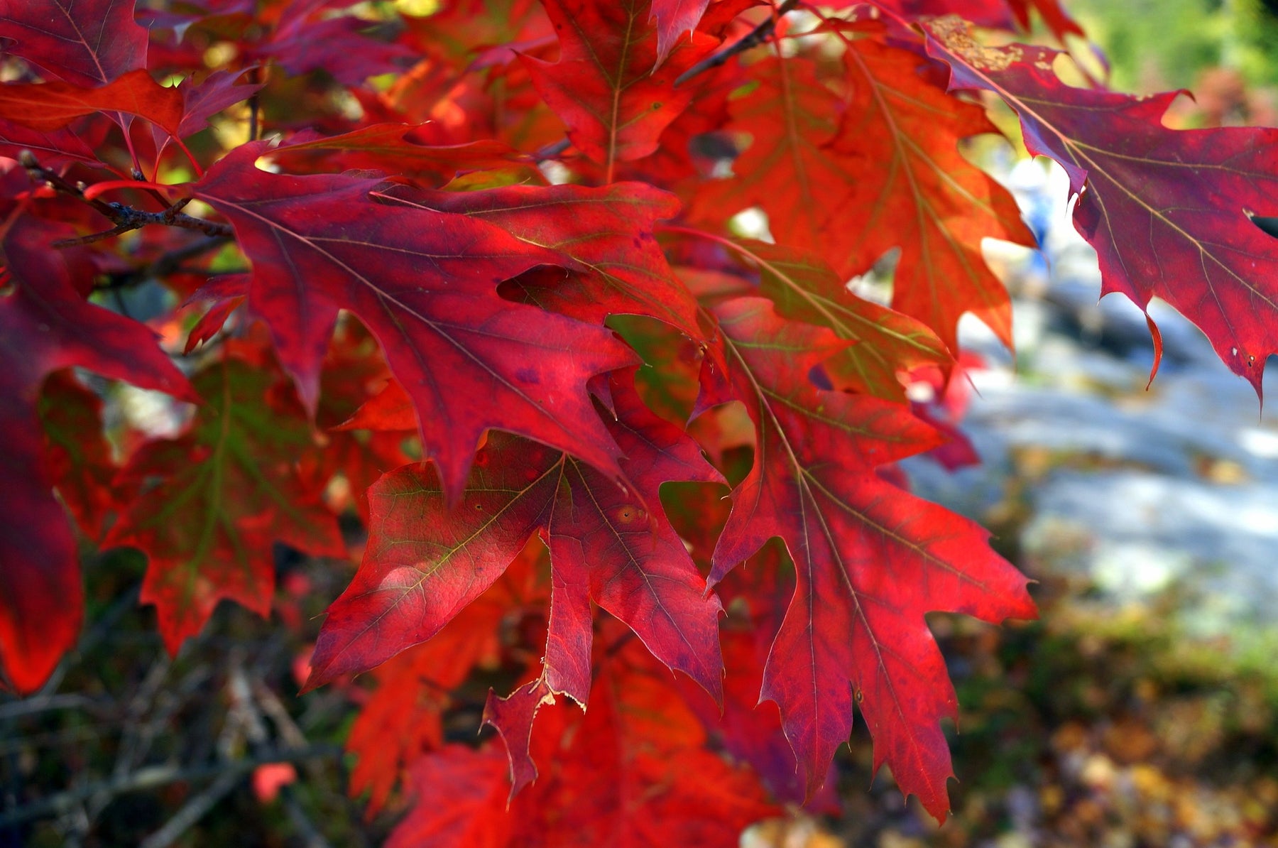 Red Oak (Quercus rubra)