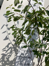 Amelanchier multi-stem tree 120 -140 cm