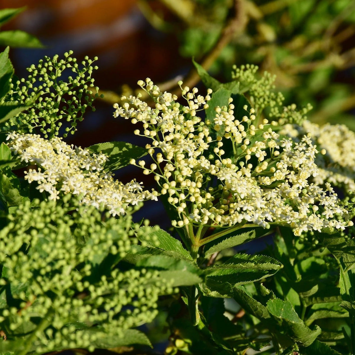 Elderberry (Sambucus nigra)100 cm potted