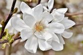 Star Magnolia (Magnolia Stellata) bare root 30/40 cm