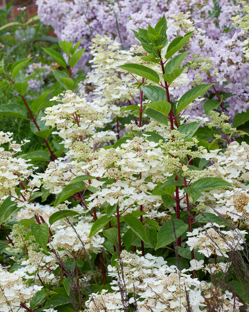 Paniculate Hydrangea  ‘Wims Red’ bare root 40/60 cm