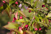 Spindle (Euonymus Europaeus)