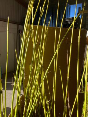 Golden Twig Dogwood (Cornus sericea 'Flaviramea') 100/125 cm potted plant
