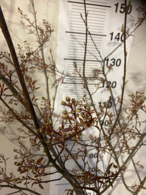 Amelanchier multi-stem tree 120 -140 cm