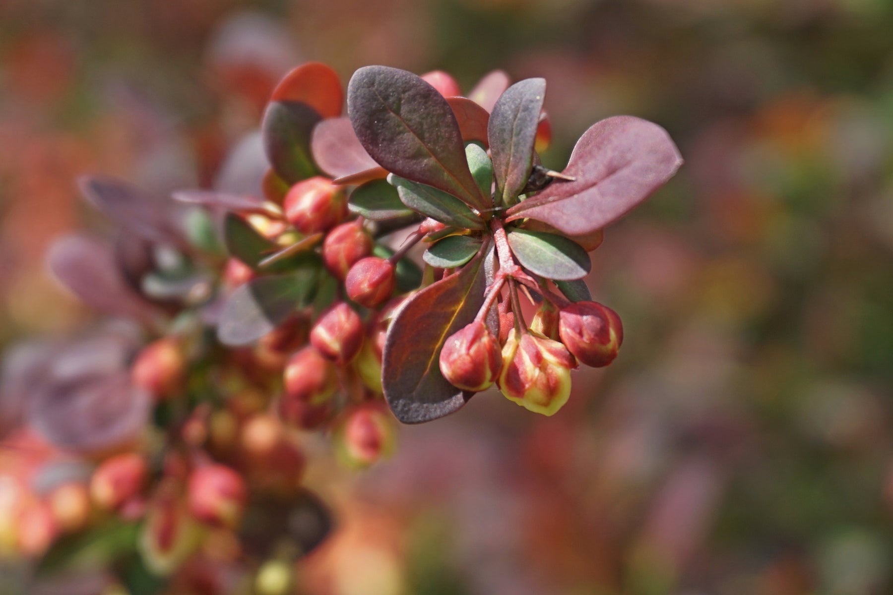 Berberis Atropurpea 40/60 cm (Berberis Thunbergii)