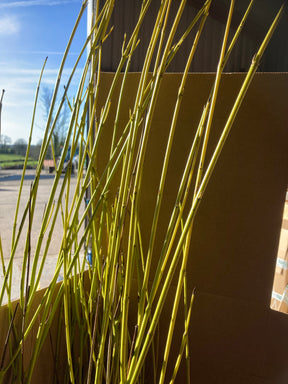 Golden Twig Dogwood (Cornus sericea 'Flaviramea') 100/125 cm potted plant