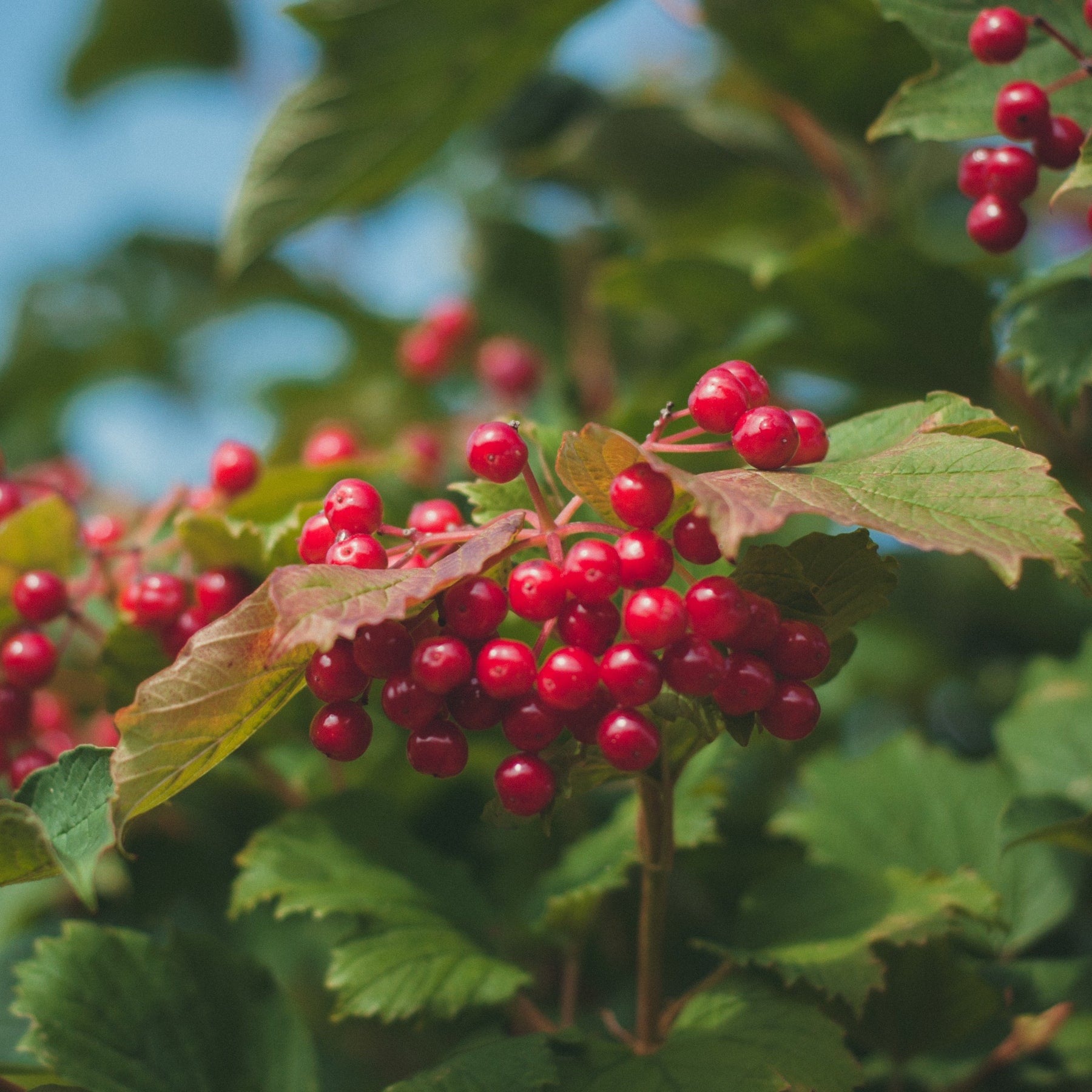 Guelder Rose (Viburnum opulus)