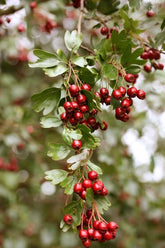 Hawthorn (Crataegus monogyna) 80/100cm bare root