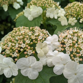 Guelder Rose (Viburnum opulus)