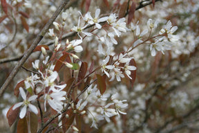 Amelanchier multi-stem tree 120 -140 cm