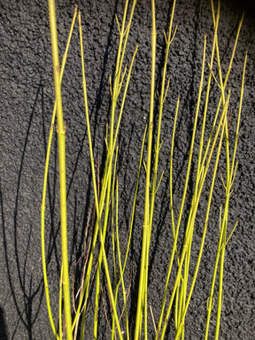 Golden Twig Dogwood (Cornus sericea 'Flaviramea') 100/125 cm potted plant