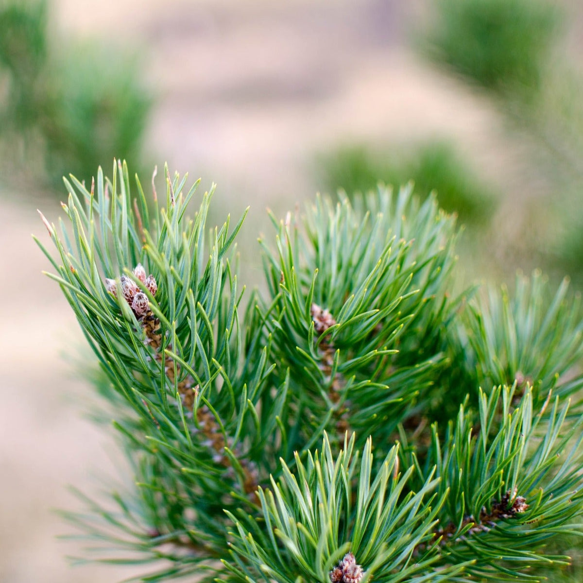Scots pine (Pinus Sylvestris)