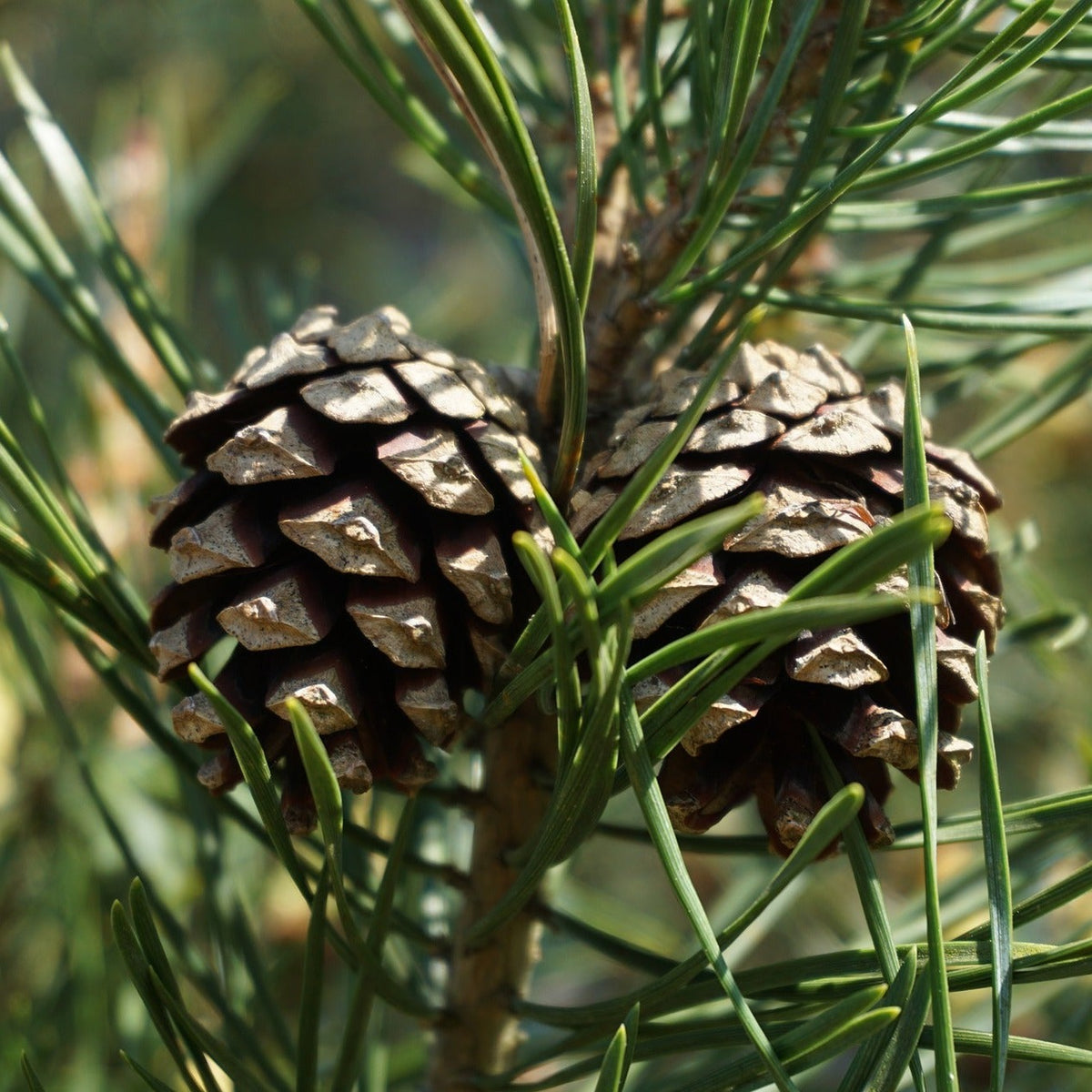 Scots pine (Pinus Sylvestris)