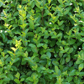 Privet (Ligustrum ovalifolium)