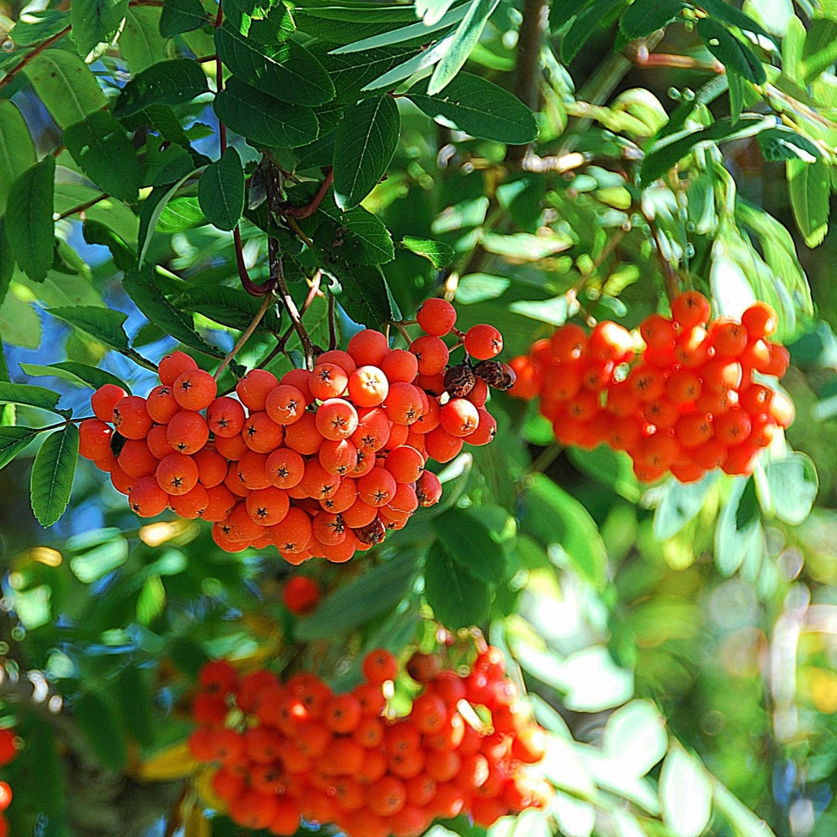 3 x Rowan (Sorbus aucuparia)